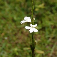 Striga angustifolia (D.Don) C.J.Saldanha